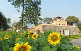 Vườn hoa hướng dương nở trong Hoàng thành Thăng Long